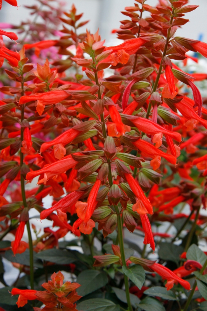 Skyscraper™ 'Orange' - Salvia (Sage) from Bloomfield Garden Center