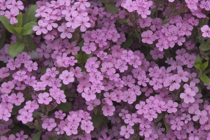 Soapwort - Saponaria ocymoides from Bloomfield Garden Center