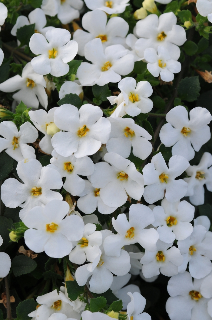 Big Falls™ 'White' - Sutera grandiflora (Bacopa) from Bloomfield Garden Center