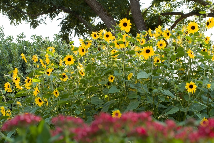 'Sunfinity Dark Yellow' Dwarf Sunflower - Helianthus annuus from Bloomfield Garden Center