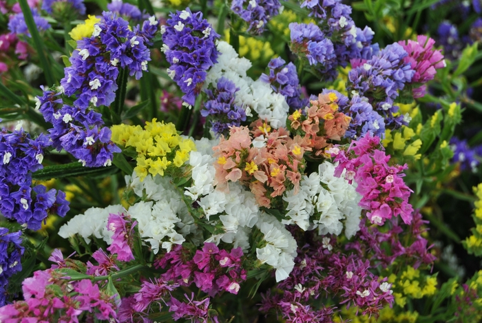 Fortress™ 'Mix' - Limonium sinuatum (Statice) from Bloomfield Garden Center