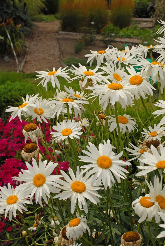 'Alaska' Shasta daisy - Leucanthemum x superbum from Bloomfield Garden Center