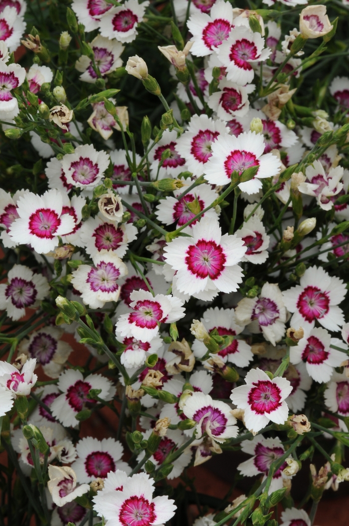 'Arctic Fire' Maiden Pinks - Dianthus deltoides from Bloomfield Garden Center