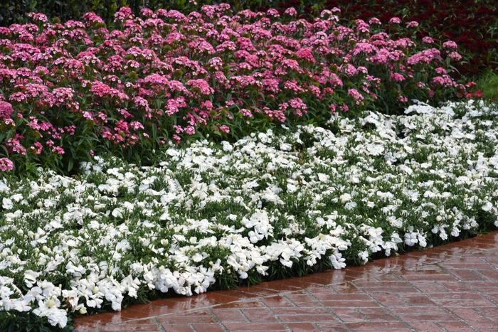 Coronet™ 'White' - Dianthus chinensis (Pinks) from Bloomfield Garden Center