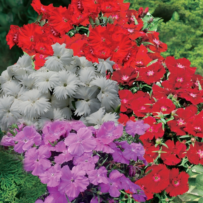 Diana 'Select Mix' - Dianthus chinensis (Pinks) from Bloomfield Garden Center