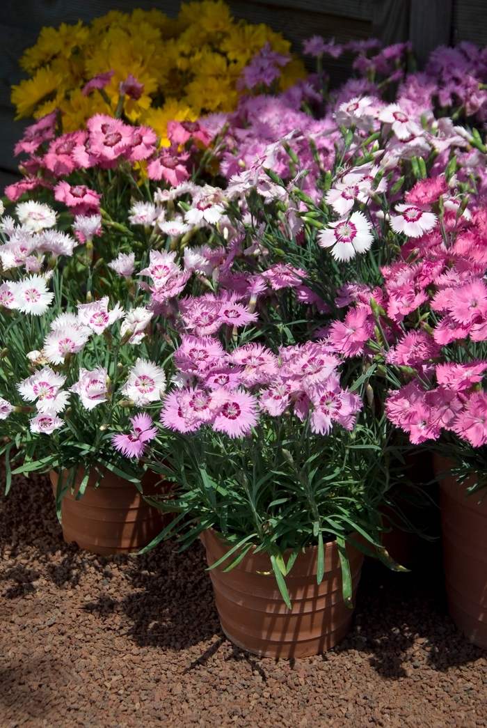 'Sweetness Mix' Pinks - Dianthus plumarius from Bloomfield Garden Center