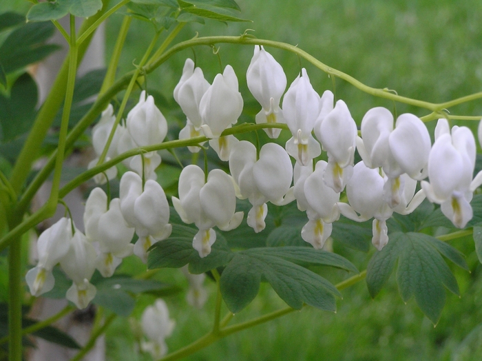 Alba - Dicentra - Bleeding Heart from Bloomfield Garden Center Alba - Dicentra - Bleeding Heart from Bloomfield Garden Center