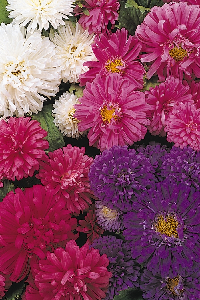 'Pot 'N Patio' Aster - Callistephus chinensis from Bloomfield Garden Center