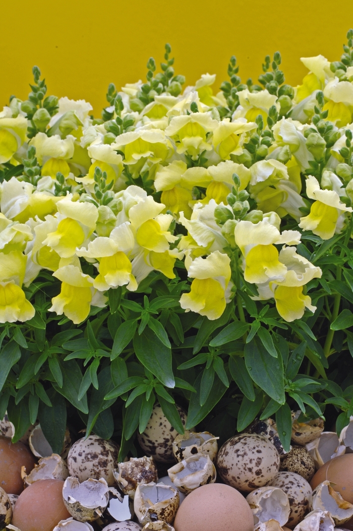 Snapdragon Dwarf Garden Snapshot Yellow Bloomfield Garden Center