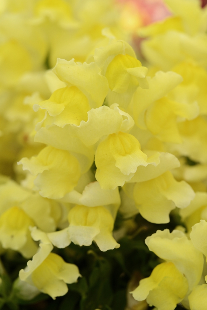 Snapshot Yellow - Snapdragon - Dwarf Garden from Bloomfield Garden Center