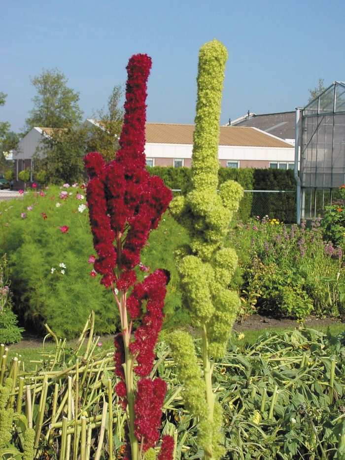 Tower 'Red' - Amaranthus cruentus (Amaranth) from Bloomfield Garden Center