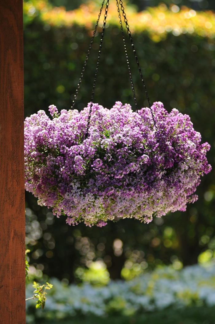 Clear Crystal® 'Lavender Shades' - Lobularia maritima (Alyssum) from Bloomfield Garden Center