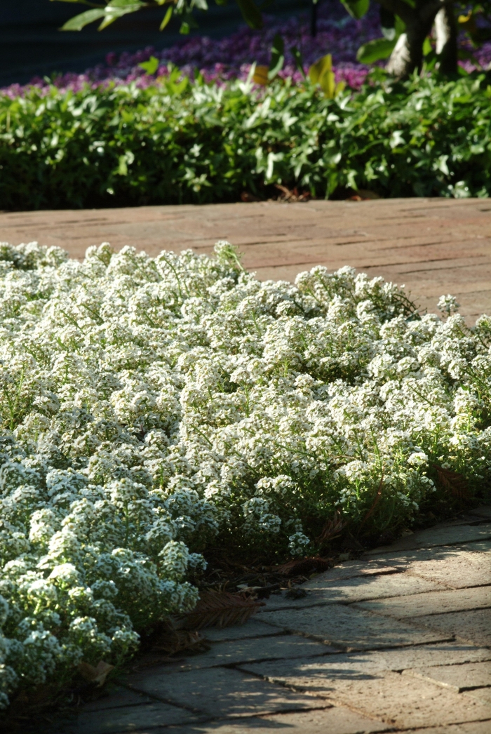 Clear Crystal® 'White' - Lobularia maritima (Alyssum, Sweet Alyssum) from Bloomfield Garden Center