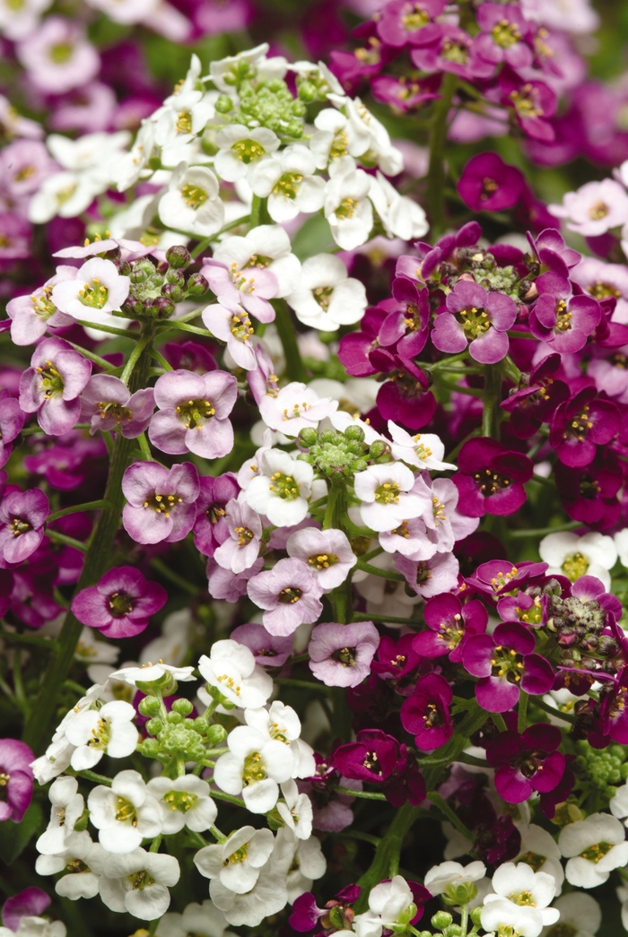 Clear Crystal® 'Mix' - Lobularia maritima (Alyssum) from Bloomfield Garden Center