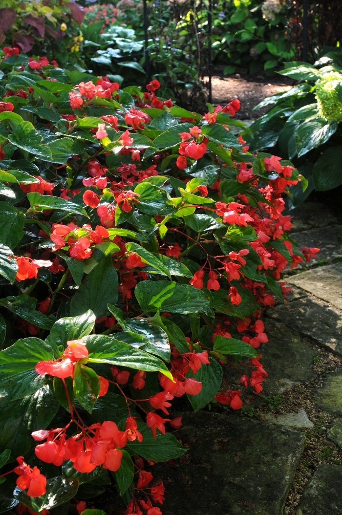 Dragon Wing® Red Begonia - Begonia x hybrida from Bloomfield Garden Center