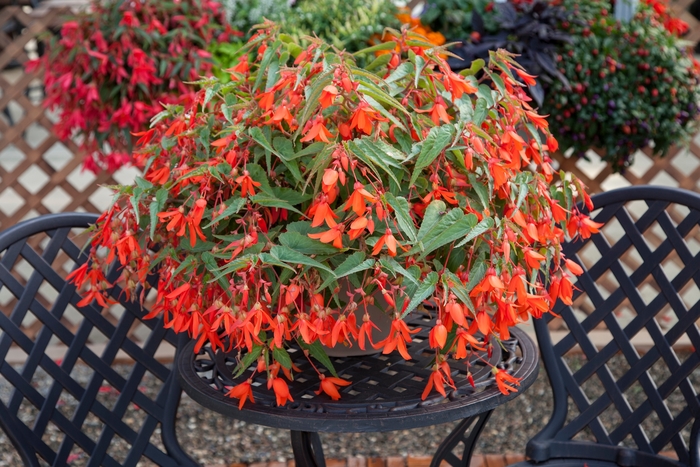 Bossa Nova® 'Orange' - Begonia boliviensis from Bloomfield Garden Center