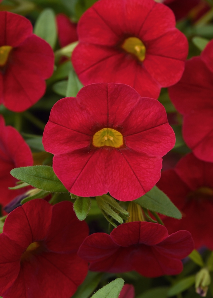 Cabaret® Red - Calibrachoa (Mini Petunia) from Bloomfield Garden Center