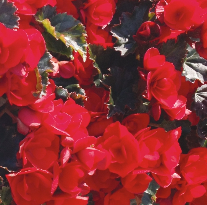 'Vermillion' Rieger Begonia - Begonia x hiemalis from Bloomfield Garden Center