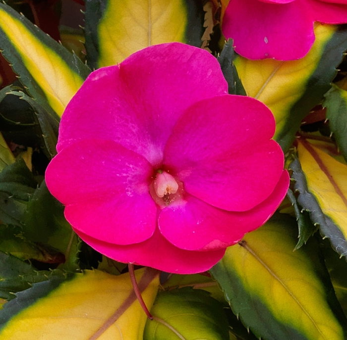 SunPatiens® Compact Tropical Rose - Impatiens from Bloomfield Garden Center