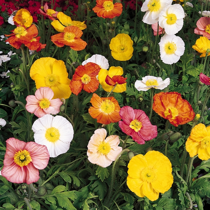 Champagne Bubbles 'Mix' - Papaver nudicaule (Iceland poppy) from Bloomfield Garden Center