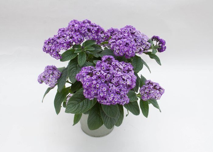 'Marino™ Blue' Heliotrope - Heliotropium arborescens from Bloomfield Garden Center