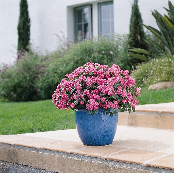 Fiesta™ 'Stardust Pink' - Impatiens walleriana from Bloomfield Garden Center