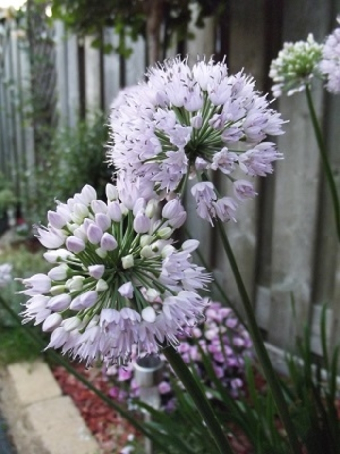 'Summer Beauty' Ornamental Onion - Allium lusitanicum from Bloomfield Garden Center