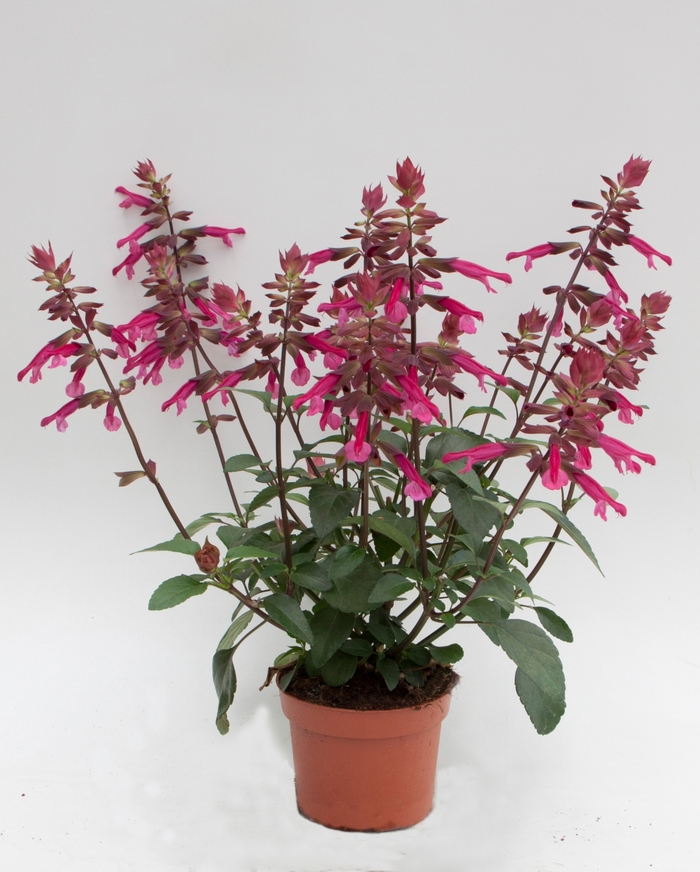 Skyscraper™ Dark Purple - Salvia from Bloomfield Garden Center