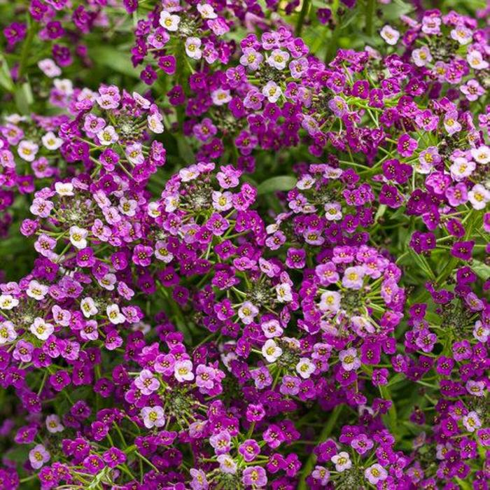 Lobularia - Premium | Stream White | Bloomfield Garden Center