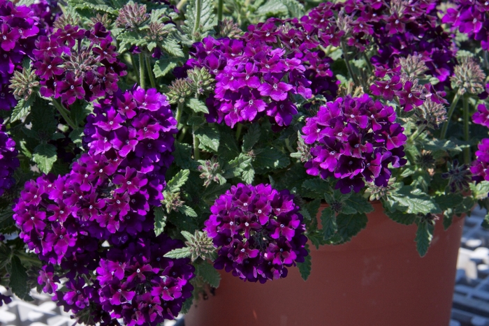 Lascar™ 'Black Velvet' - Verbena () from Bloomfield Garden Center