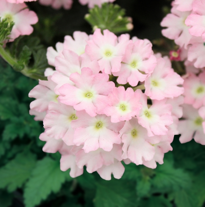 Firehouse™ Light Pink Improved - Verbena peruviana from Bloomfield Garden Center