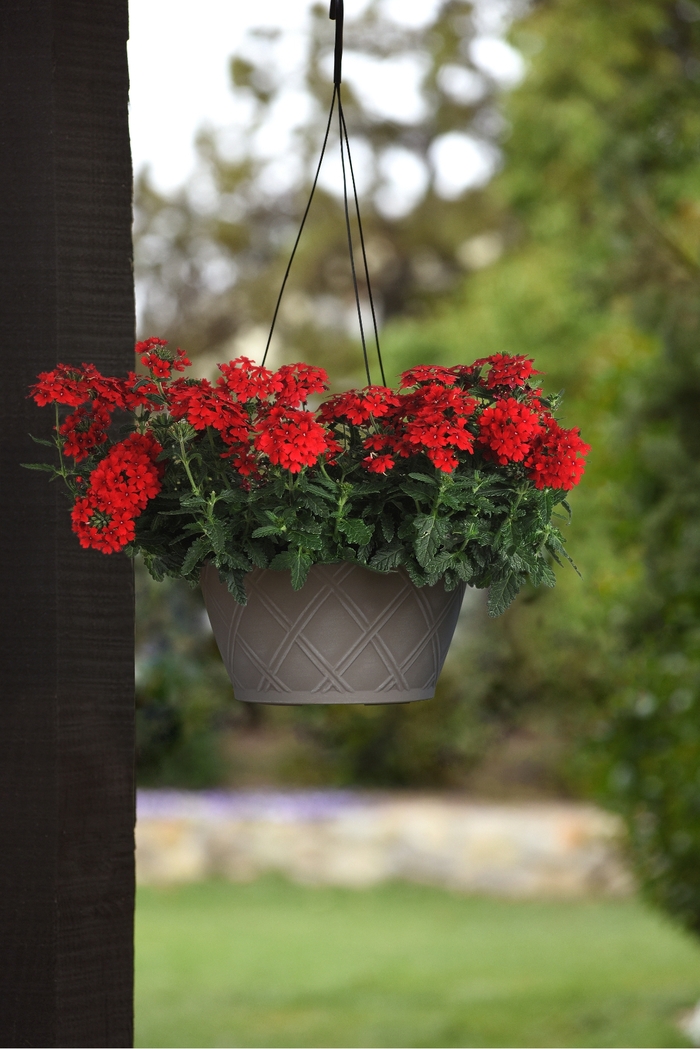 Firehouse™ 'Red Improved' - Verbena peruviana from Bloomfield Garden Center