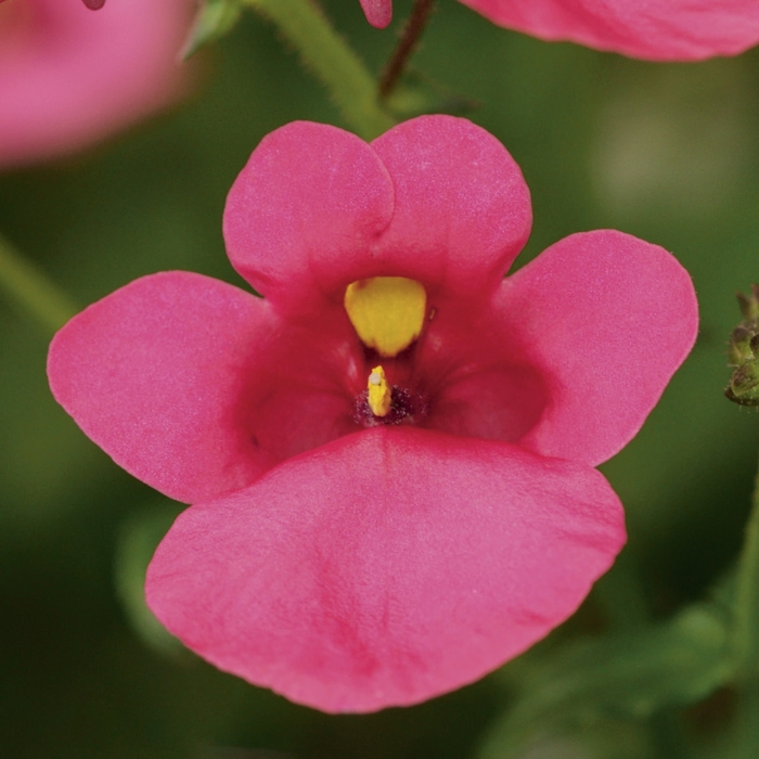 Darla® 'Rose' - Diascia barberae (Twinspur) from Bloomfield Garden Center