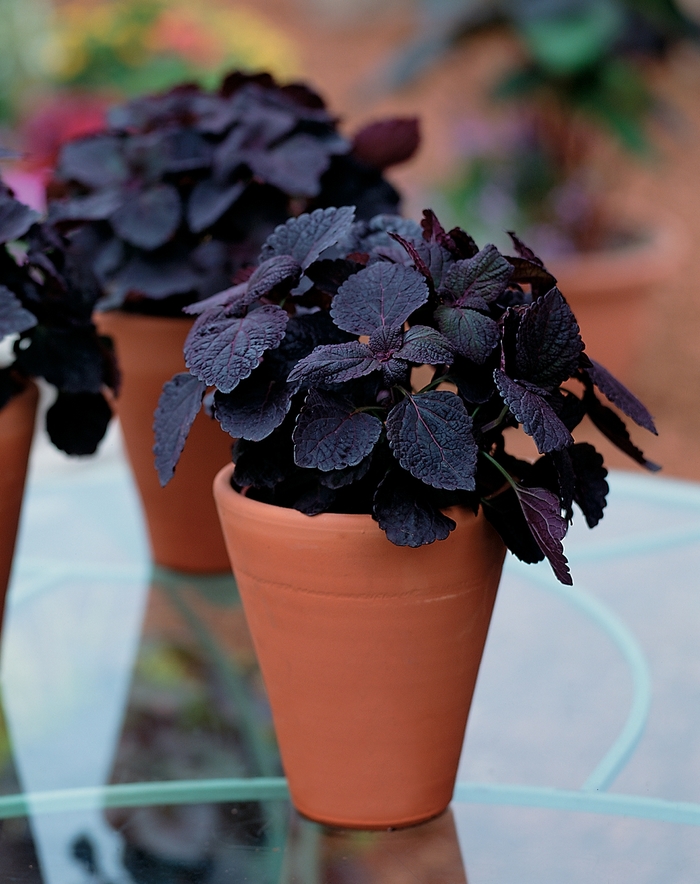 ColorBlaze® ''Dark Star'' - coleus scutellarioides from Bloomfield Garden Center