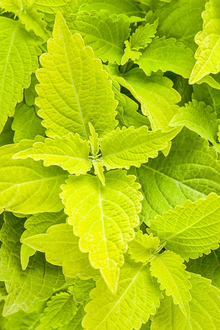 ColorBlaze® 'Lime Time™' - coleus scutellarioides from Bloomfield Garden Center