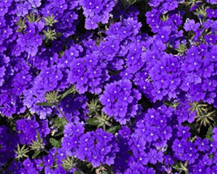 Lanai® ''Blue'' - Verbena from Bloomfield Garden Center