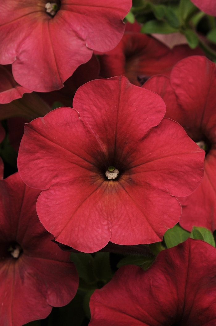 Easy Wave® 'Berry Velour' - Petunia (Spreading Petunia) from Bloomfield Garden Center