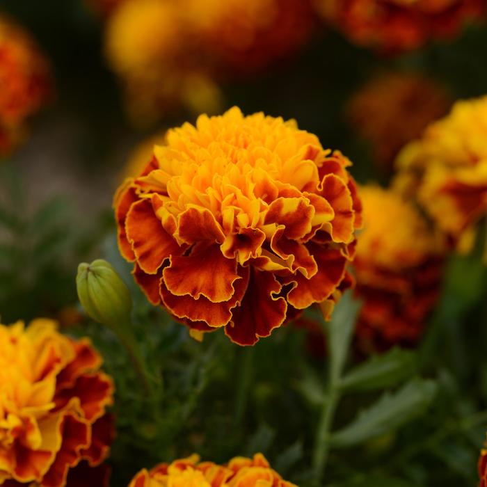 Hot Pak™ Spry - Marigold - French from Bloomfield Garden Center