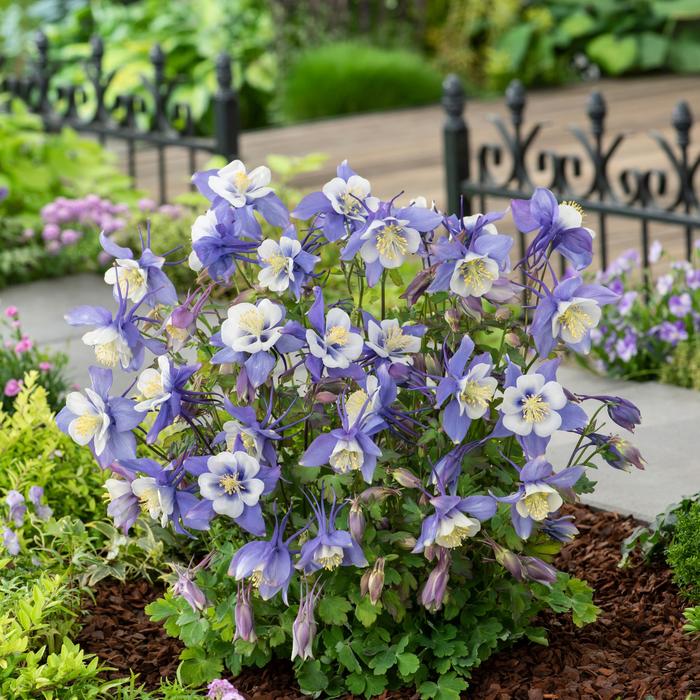 Earlybird™ Blue White - Aquilegia caerulea (Columbine) from Bloomfield Garden Center