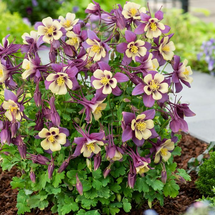 Earlybird™ 'Purple Yellow' - Aquilegia caerulea (Columbine) from Bloomfield Garden Center