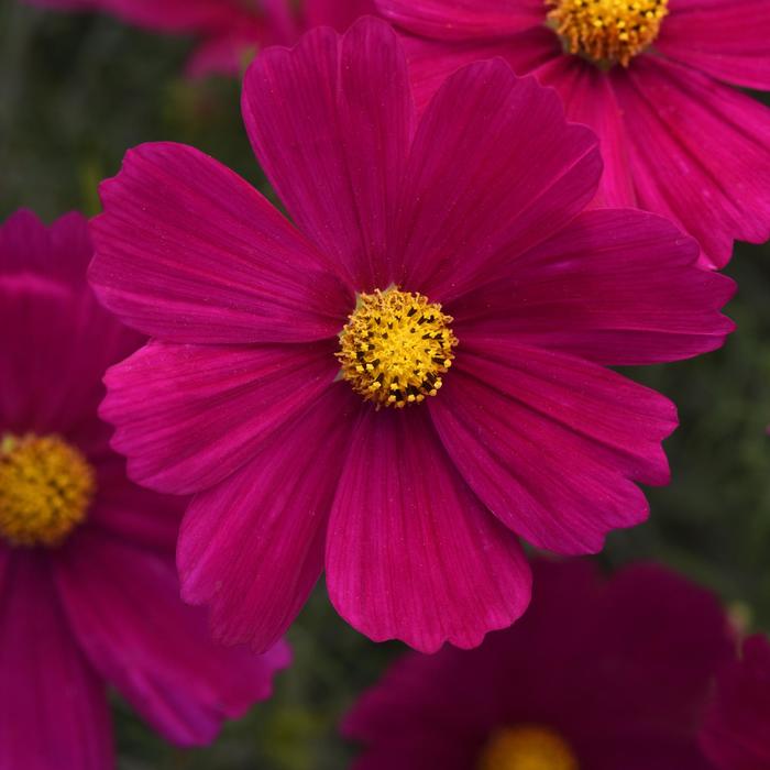 Sonata Carmine - Cosmos from Bloomfield Garden Center