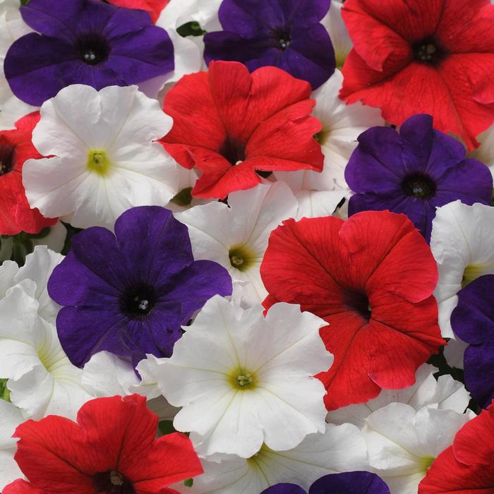 Petunia | Pretty Grand Flag Mix | Bloomfield Garden Center