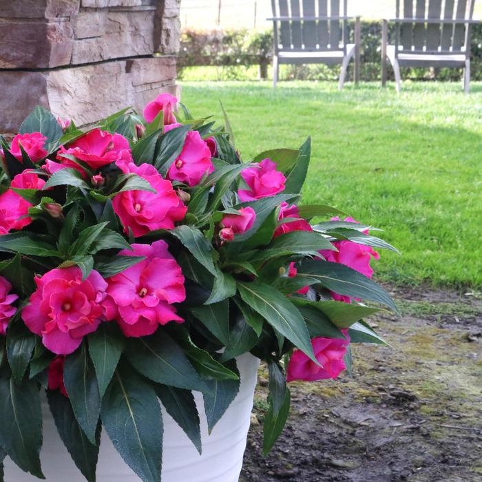 'Roller Coaster Hot Pink' New Guinea Impatiens - Impatiens hawkeri from Bloomfield Garden Center