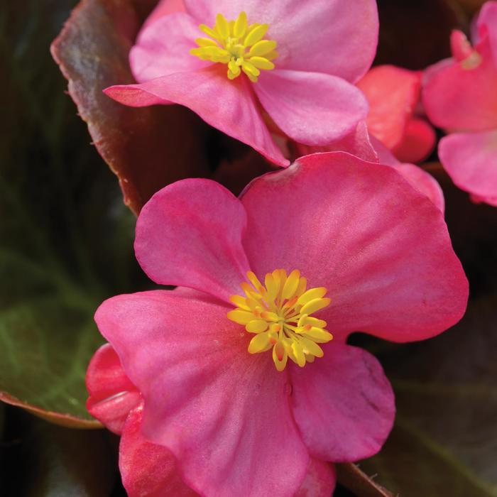 Harmony 'Rose' - Begonia semperflorens (Wax Begonia) from Bloomfield Garden Center