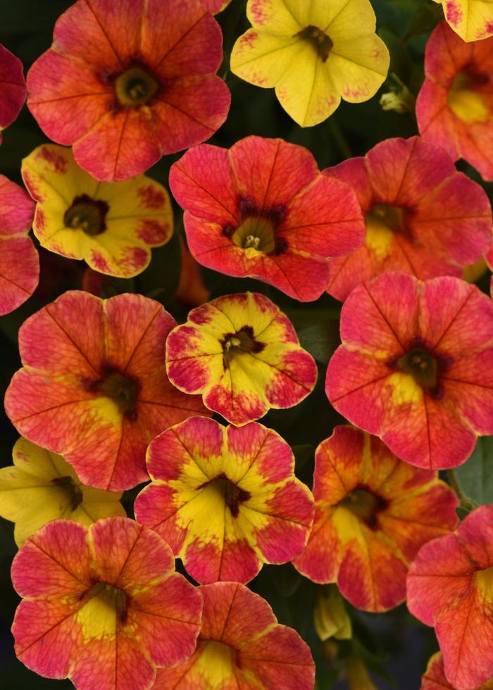 Cabaret® 'Diva Orange' - Calibrachoa (Mini Petunia) from Bloomfield Garden Center