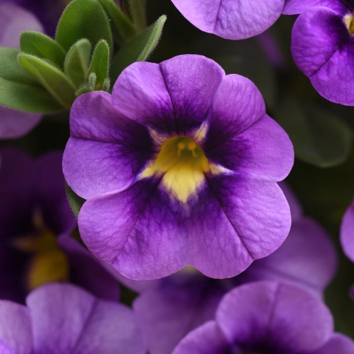 Bumble Bee™ Blue - Calibrachoa hybrida from Bloomfield Garden Center