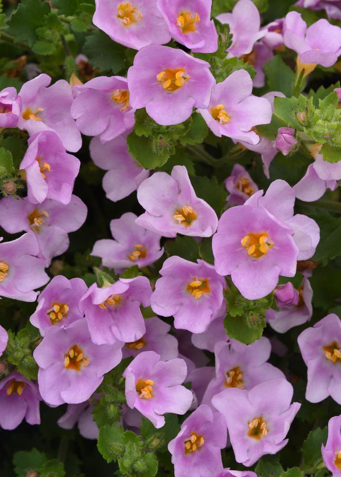 Versa™ Pink Shine - Bacopa from Bloomfield Garden Center