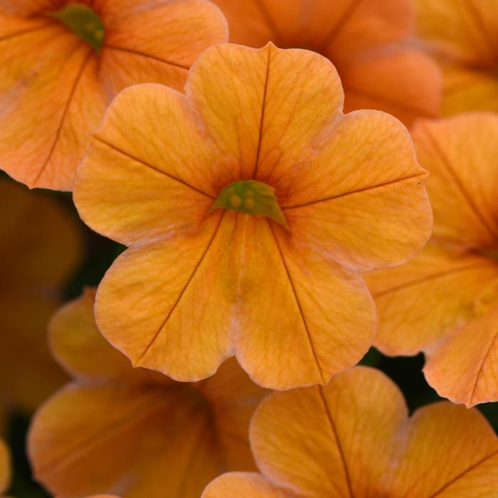 Cha-Cha™ 'Tangerine' - Calibrachoa from Bloomfield Garden Center