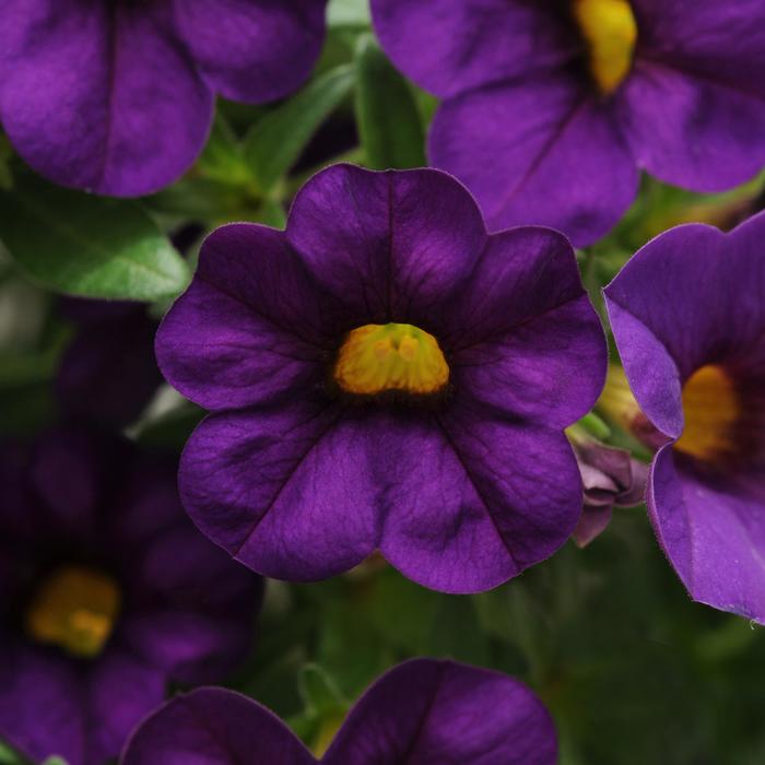 Cabaret® 'Purple' - Calibrachoa (Mini Petunia) from Bloomfield Garden Center