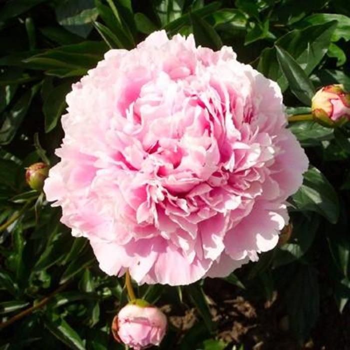 Paeonia hybrid | Sara Bernhardt | Bloomfield Garden Center